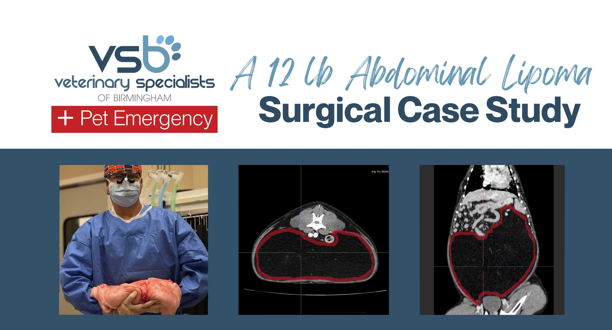 Abdominal lipoma surgery on a dog Abdominal lipoma surgery on a dog