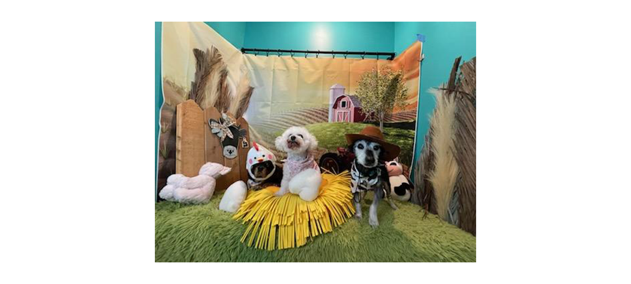 Dogs dressed up in farm gear posing in front of barn backdrop