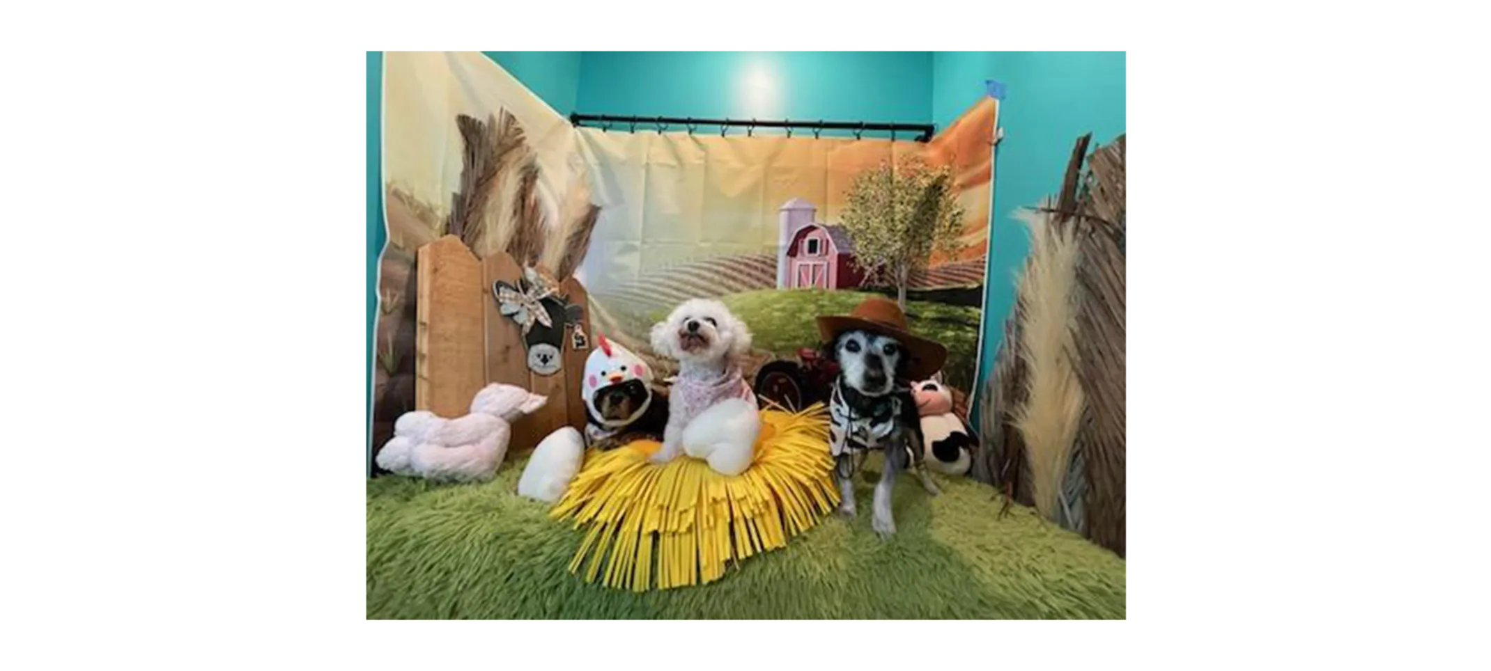 Dogs dressed up in farm gear posing in front of barn backdrop Dogs dressed up in farm gear posing in front of barn backdrop