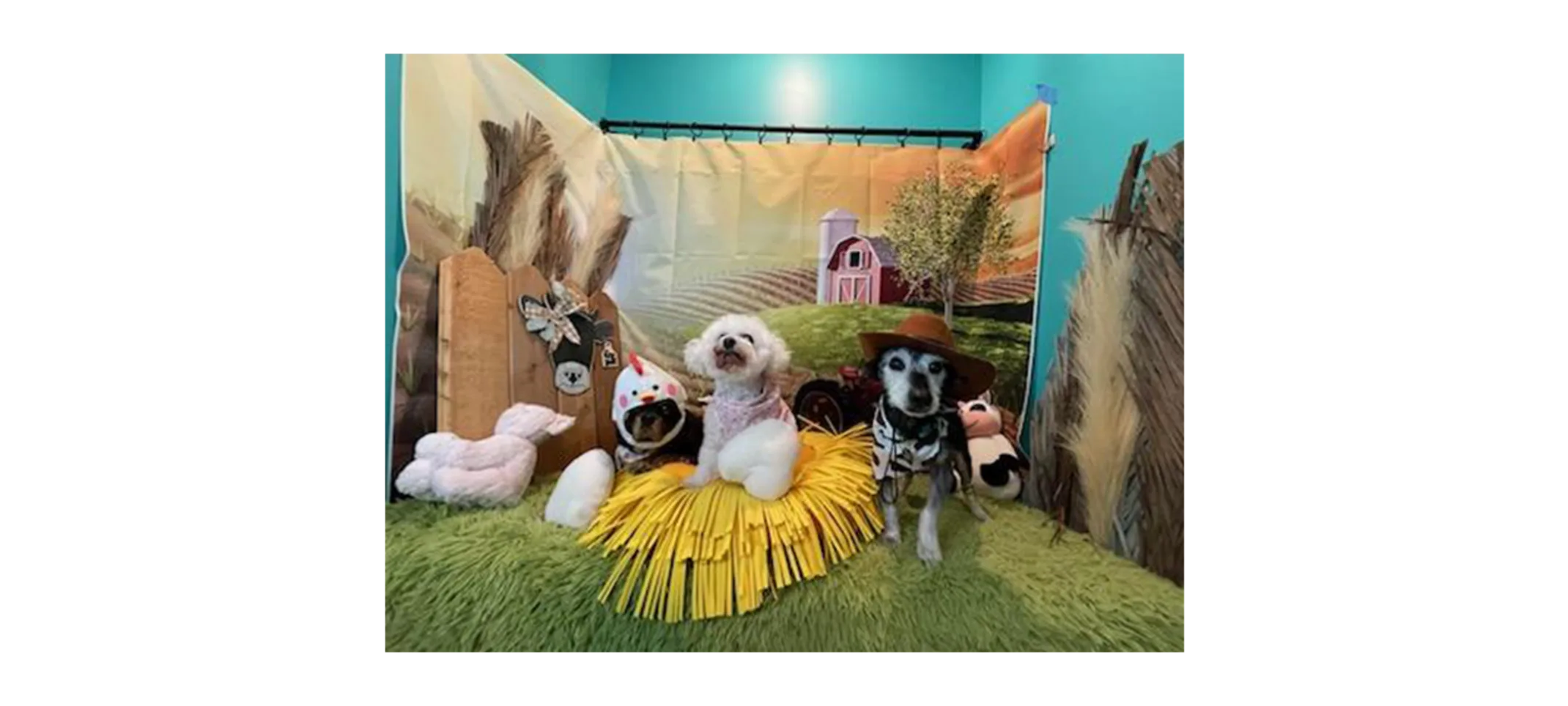 Dogs dressed up in farm gear posing in front of barn backdrop