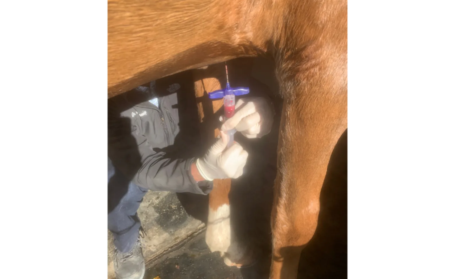 Veterinarian Extracting Stem Cells from a Horse Veterinarian Extracting Stem Cells from a Horse