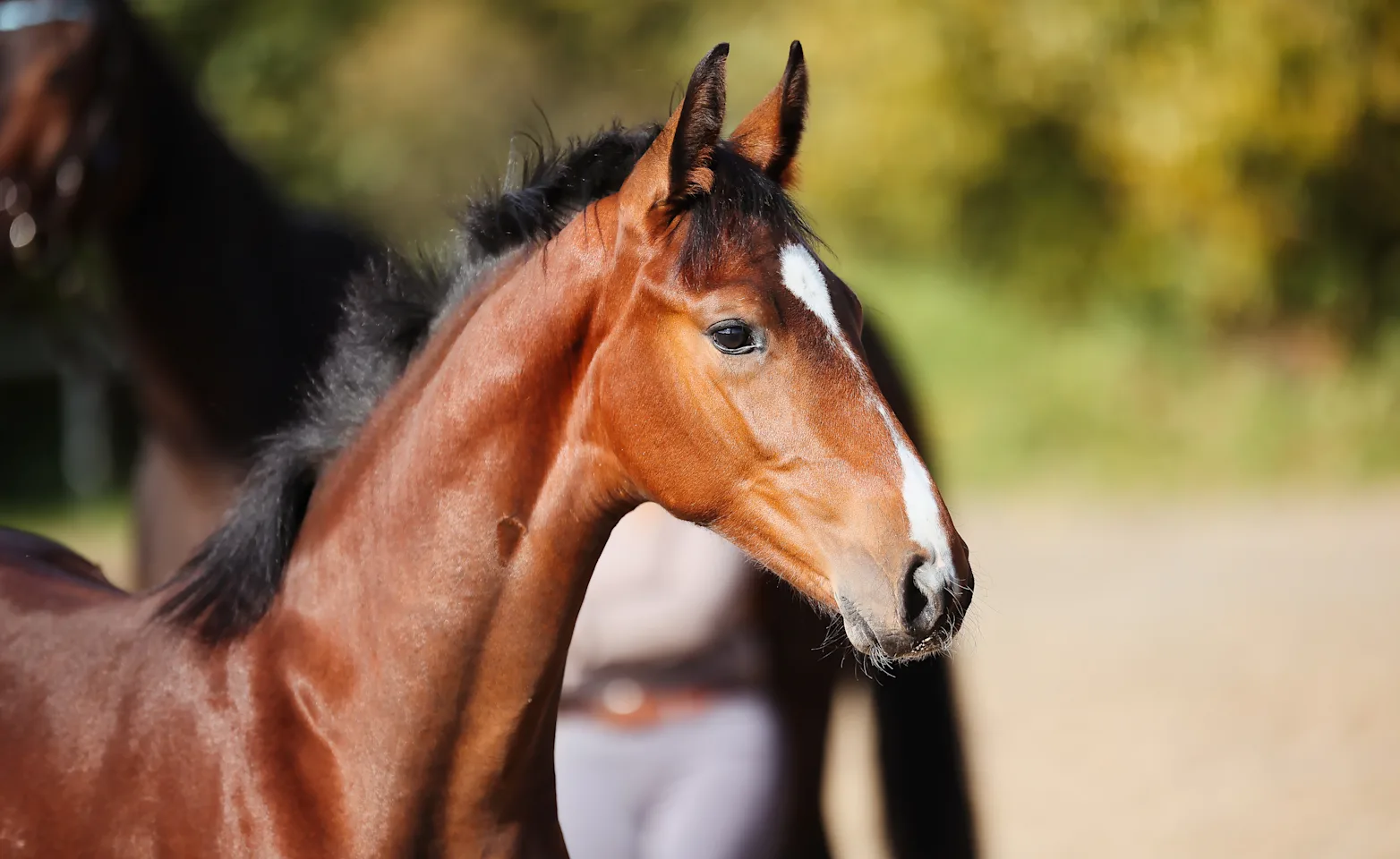 Brown horse Brown horse