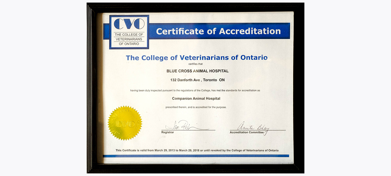 CVO Accreditation at Blue Cross Animal Hospital