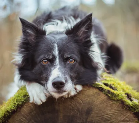 Dog on Tree Trunk Dog on Tree Trunk