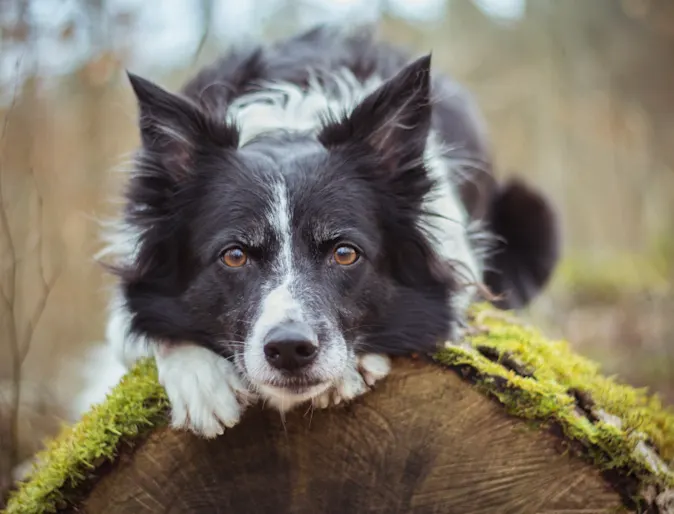Dog on Tree Trunk Dog on Tree Trunk