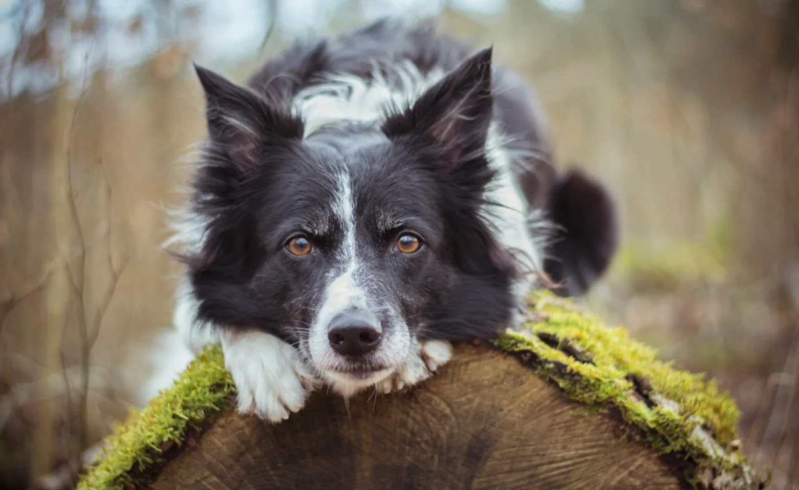 Dog on Tree Trunk