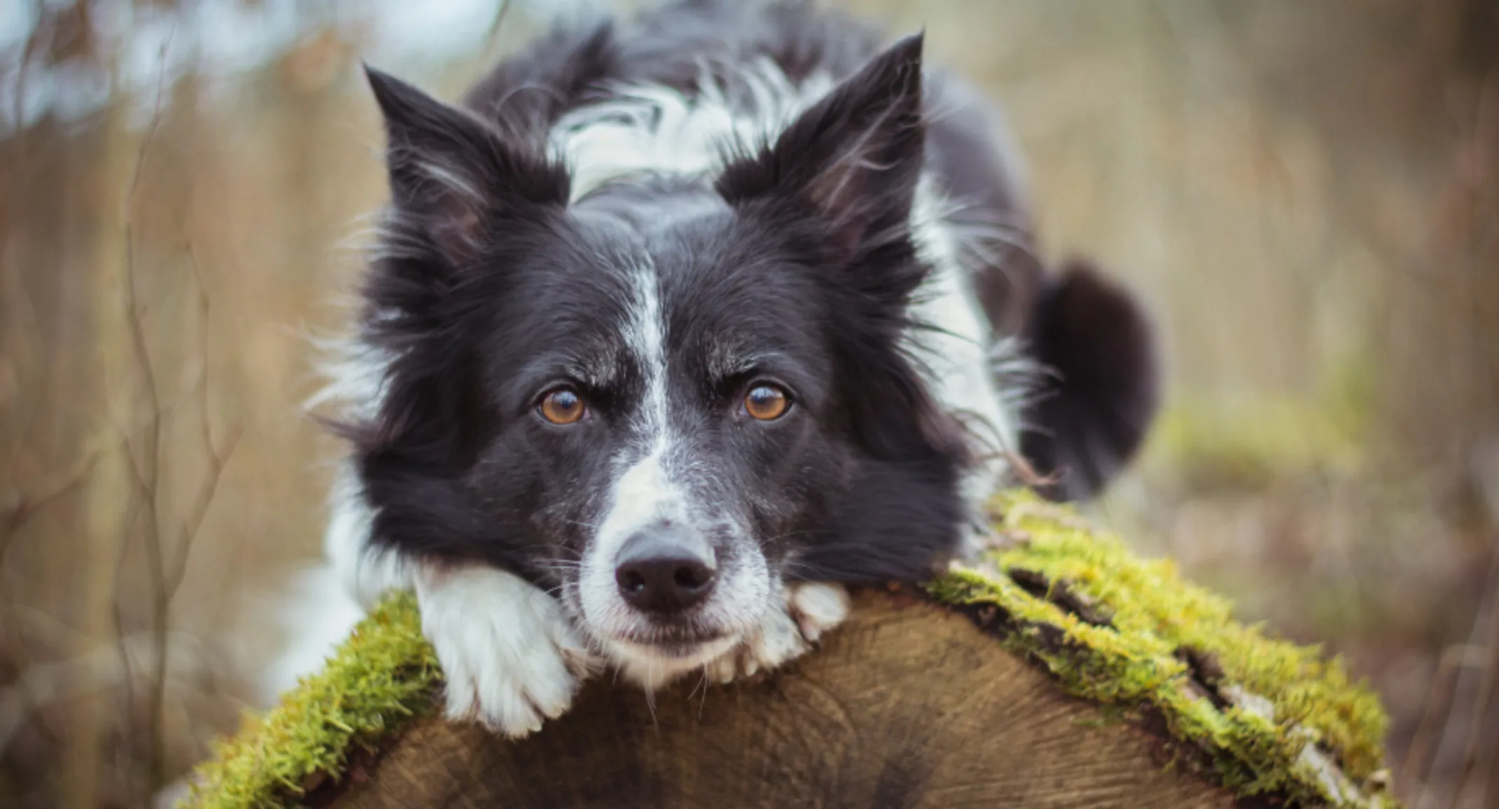Dog on Tree Trunk Dog on Tree Trunk