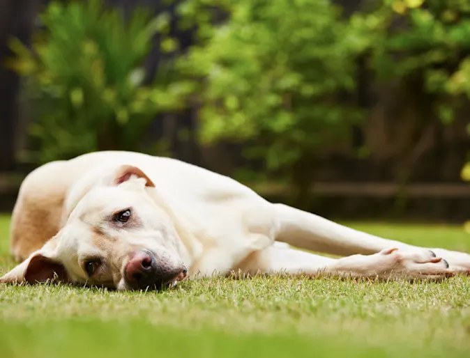 Dog Lying Down Dog Lying Down