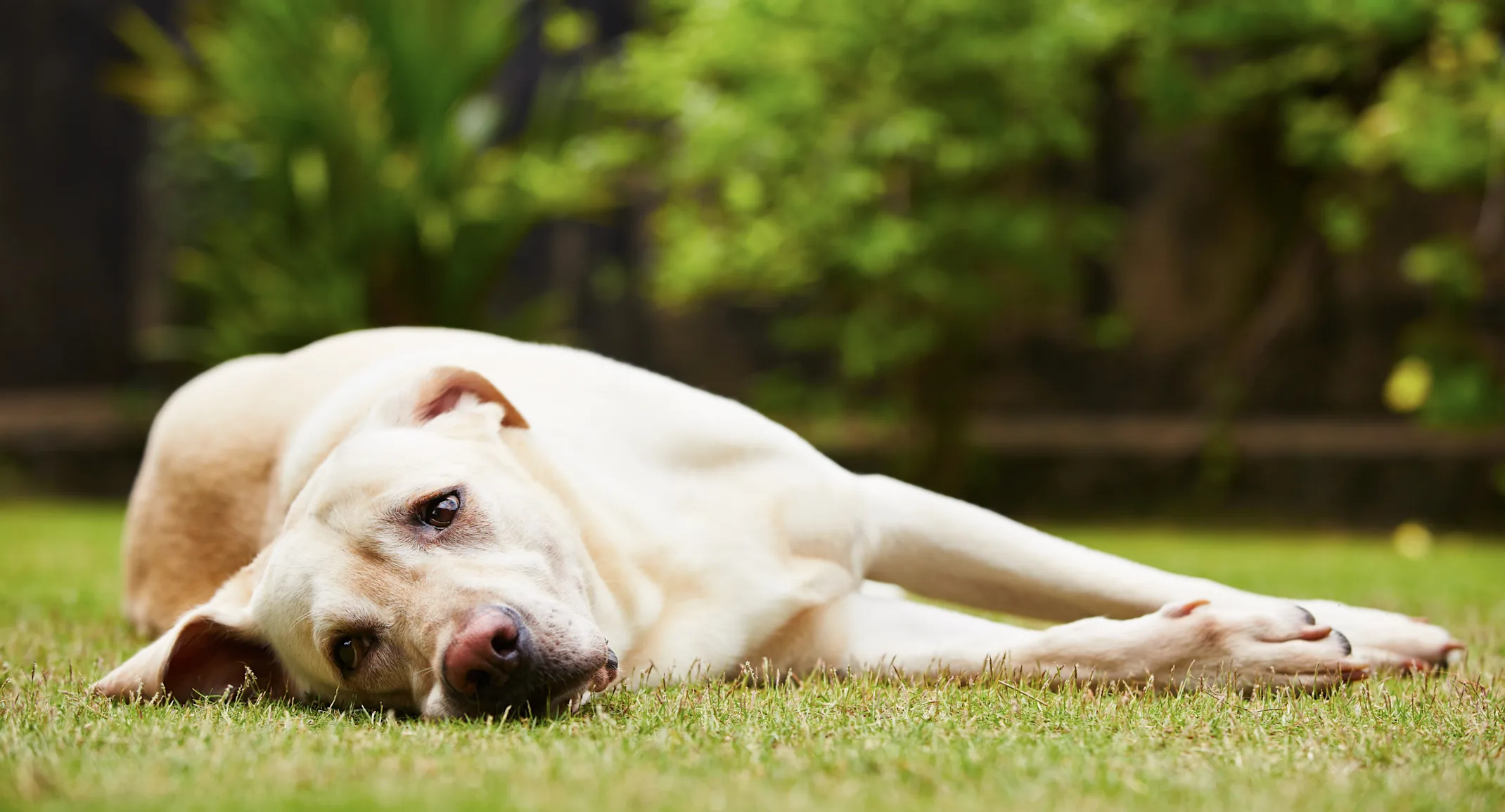 Dog Lying Down Dog Lying Down
