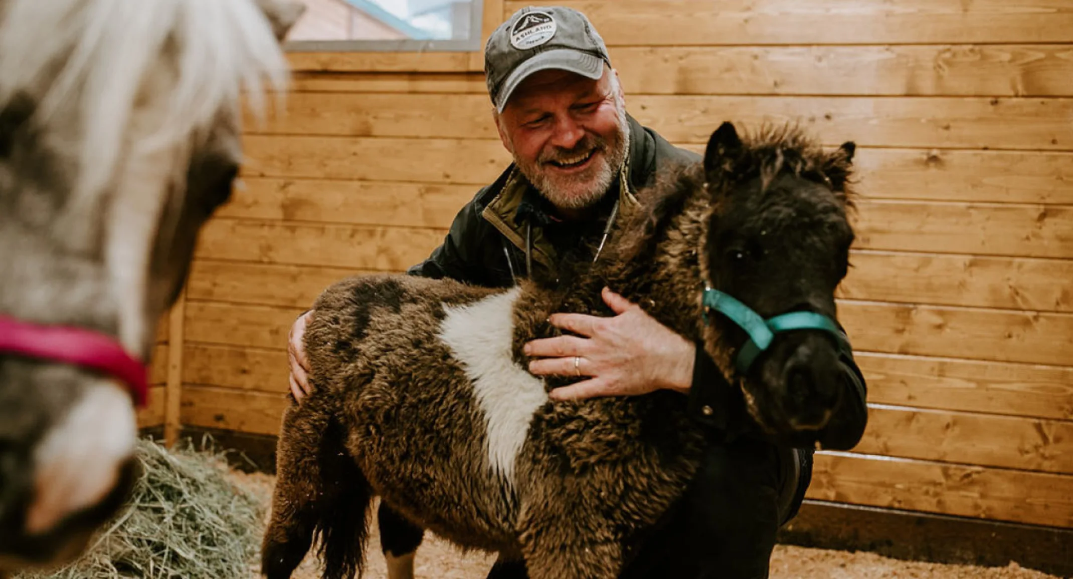 Evergreen Equine Veterinary Practice doctor attending a foal Evergreen Equine Veterinary Practice doctor attending a foal