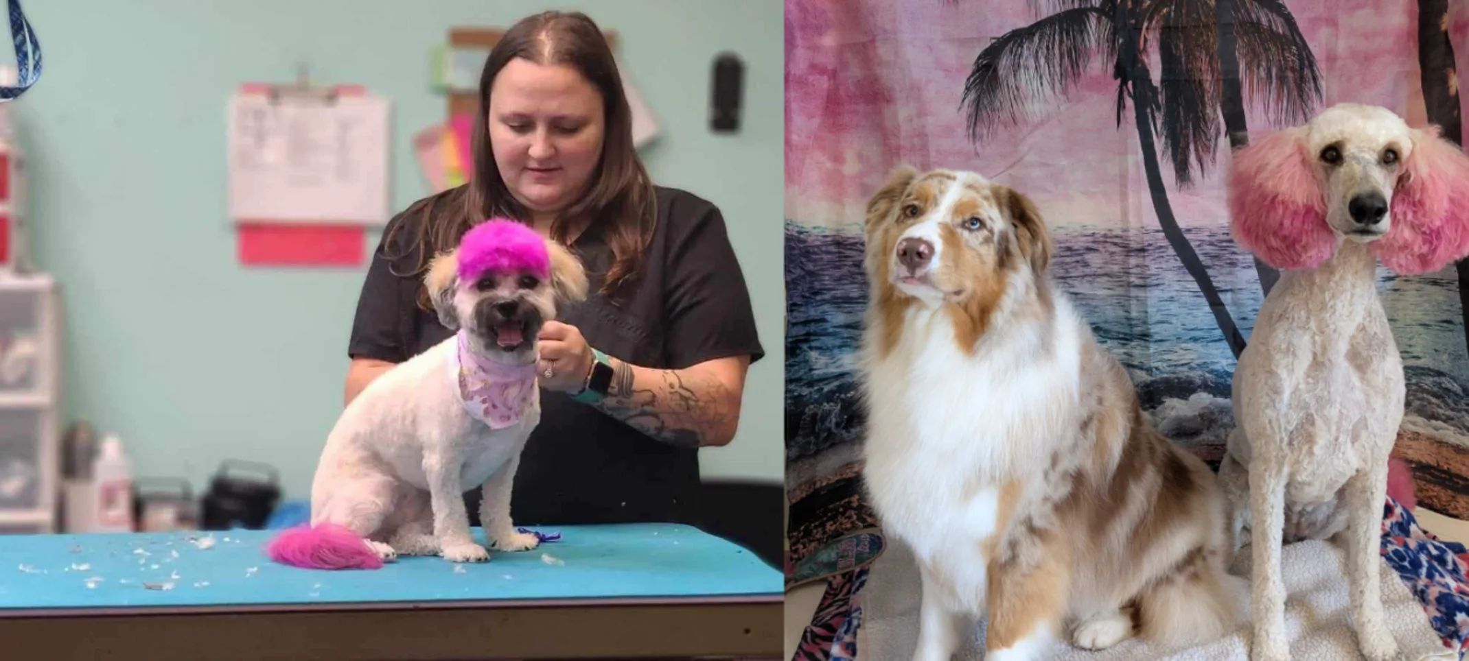 Our Groomer doing Hair Color at Eastern Shore Animal Hospital Our Groomer doing Hair Color at Eastern Shore Animal Hospital