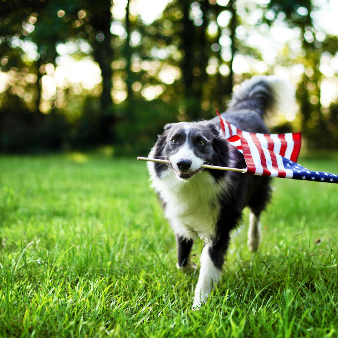 B&W Dog Running with American Flag