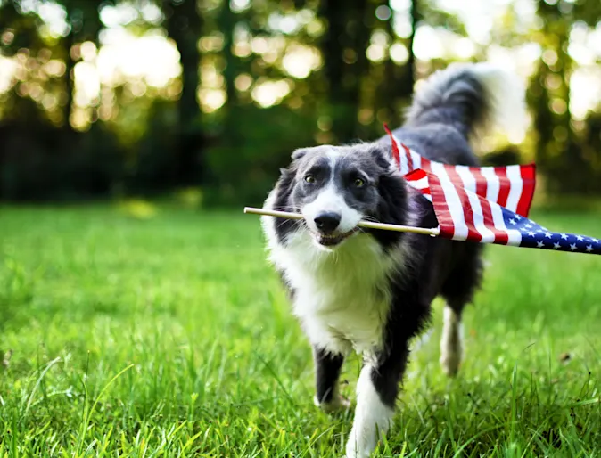 B&W Dog Running with American Flag B&W Dog Running with American Flag