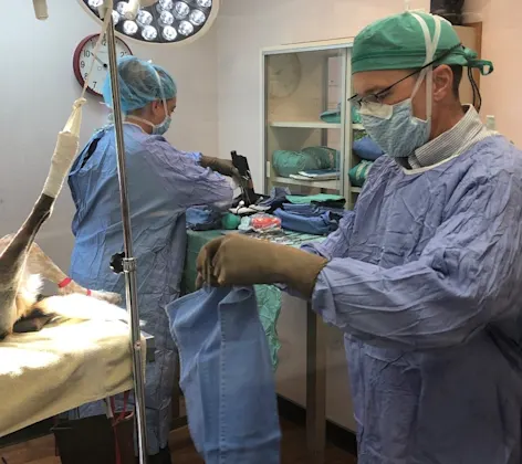 Surgeon getting ready for surgery, Surgeon getting ready for surgery,