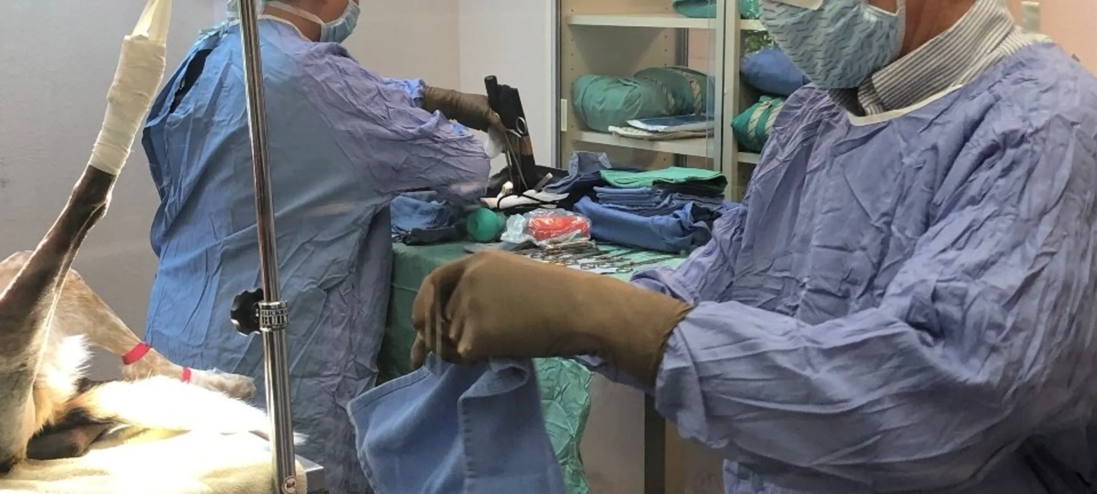 Surgeon getting ready for surgery, Surgeon getting ready for surgery,