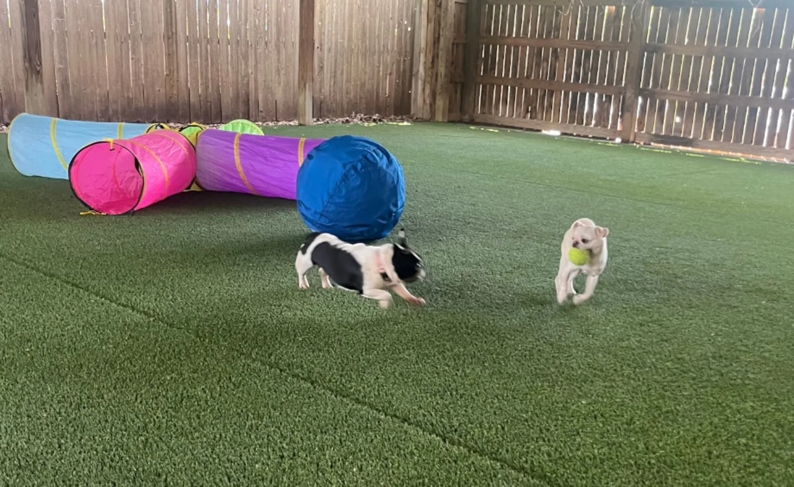 Two dogs playing Two dogs playing