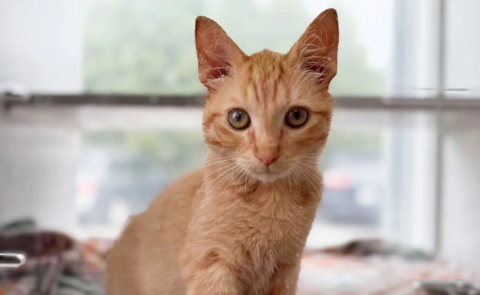 Orange kitten sitting on blankets. Orange kitten sitting on blankets.