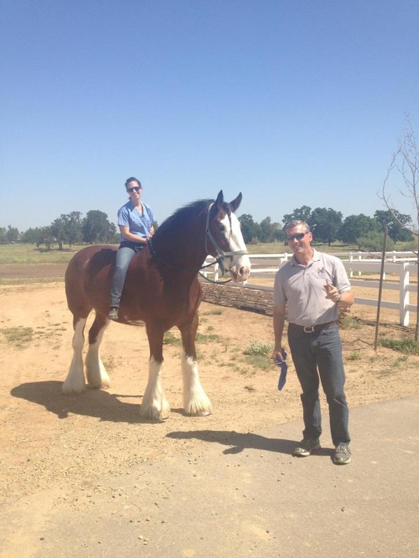 Dr Browning standing with clydsedale horse and rider