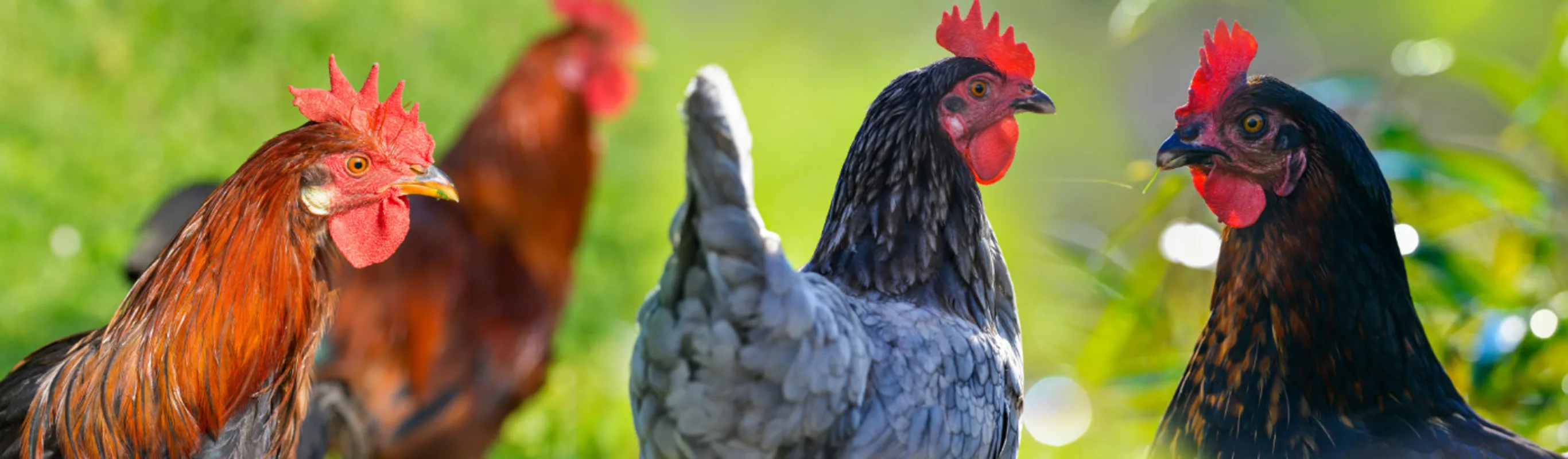 Four chickens roaming around in grass