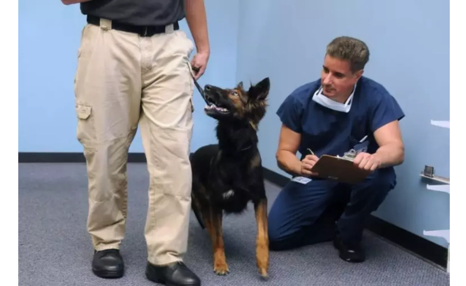 Careful examination Veterinarian taking notes on a dog