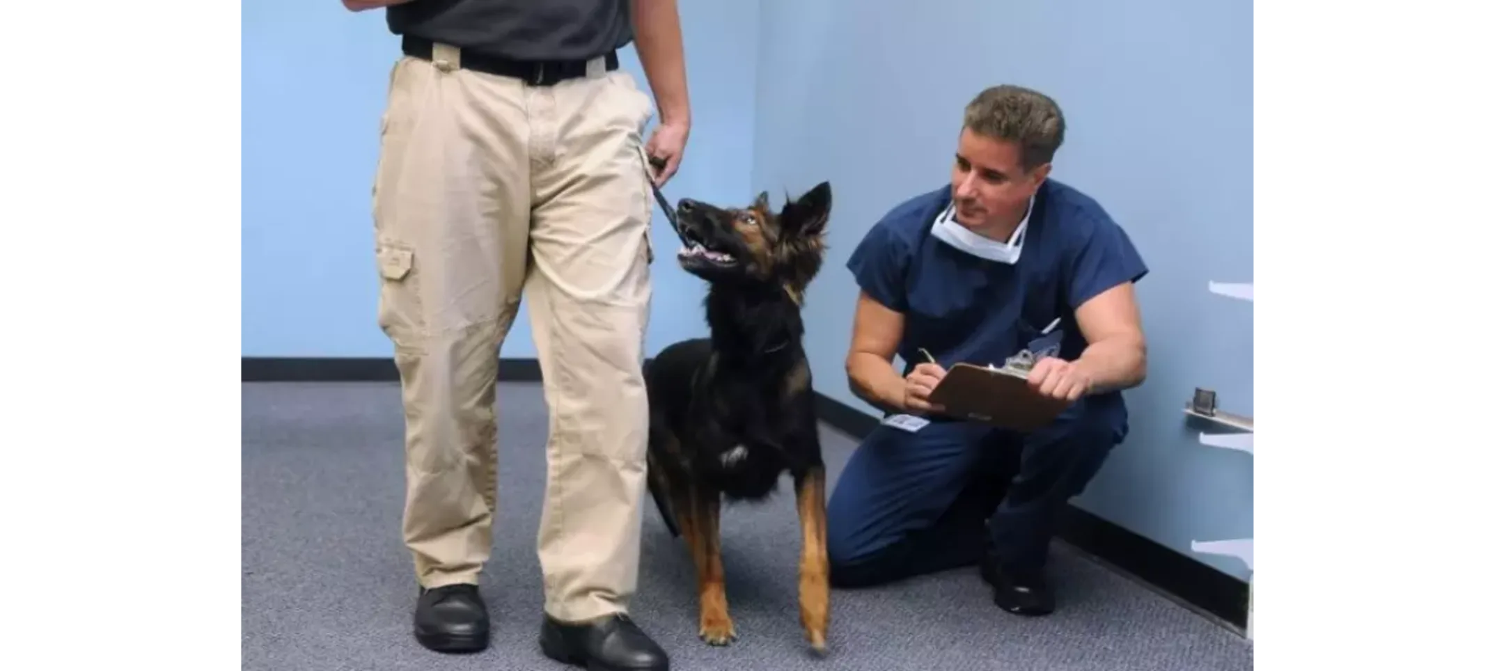 Careful examination Veterinarian taking notes on a dog