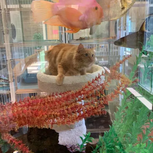 Cat looking at fish in a tank