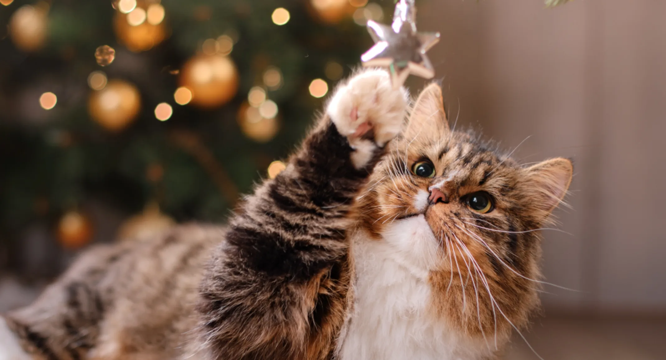 Cat reaches above them to scratch an ornament Cat reaches above them to scratch an ornament