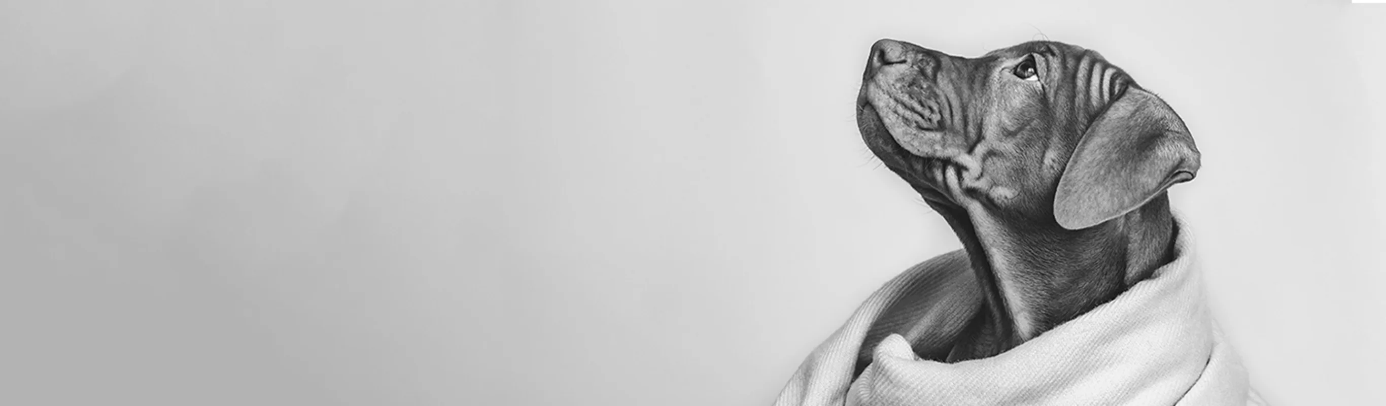 Black and white photo of a puppy wrapped up in a blanket