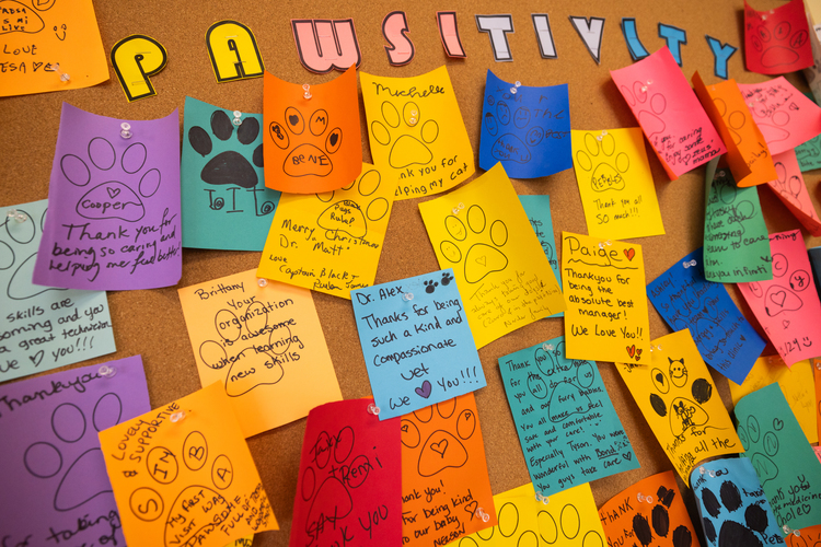 Pawsitivity Notes