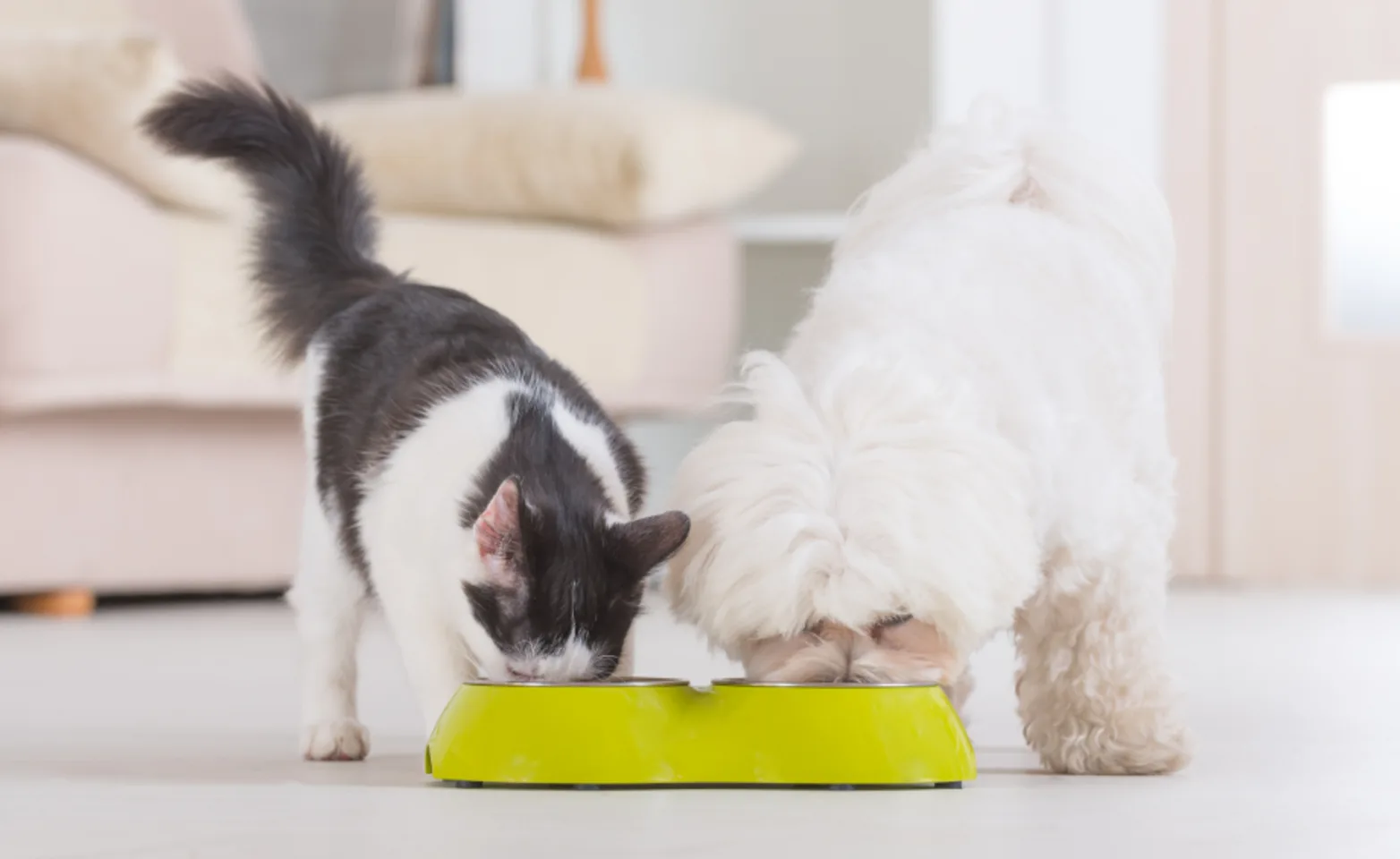 Cat and Dog Eating Cat and Dog Eating