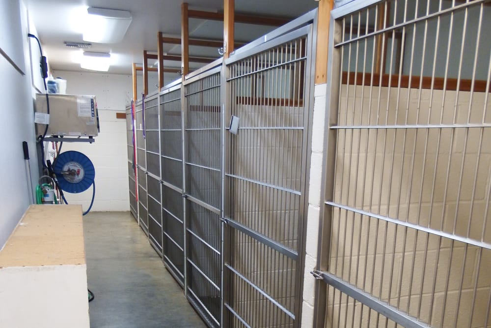 Angeles Clinic for Animals Boarding Dog Run