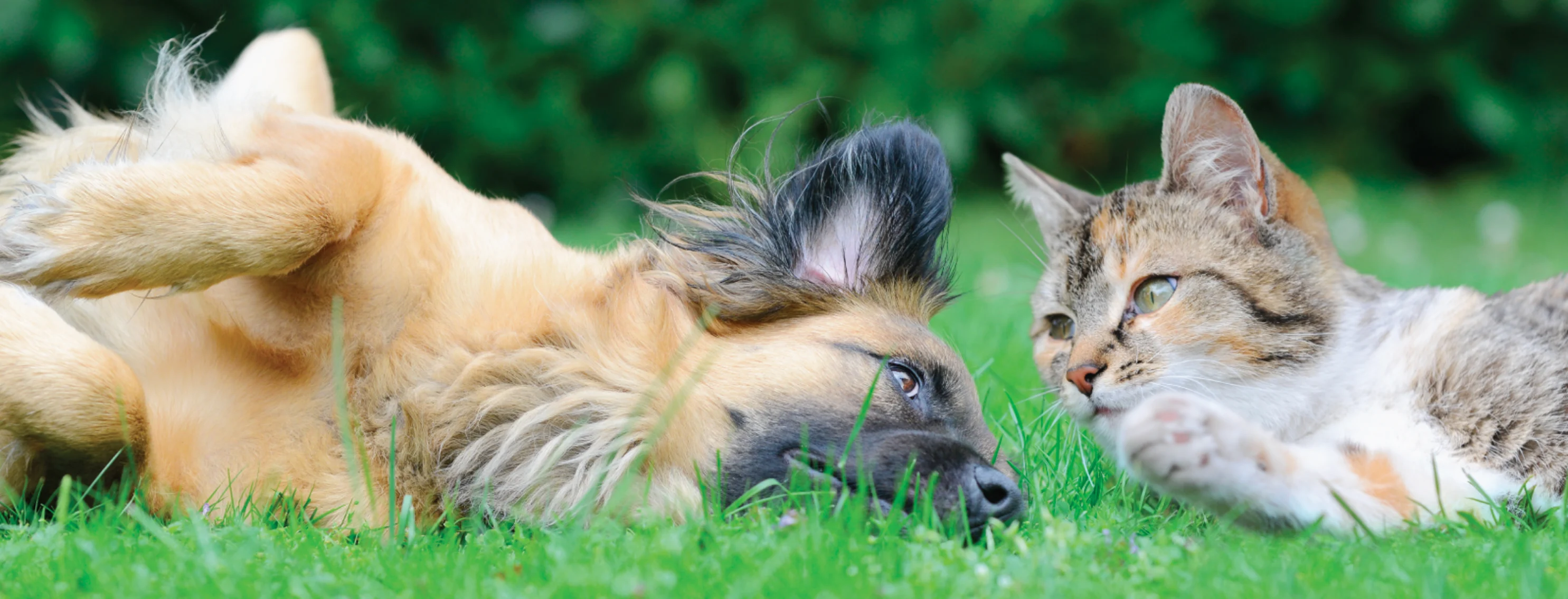 Dog and Cat in Grass Dog and Cat in Grass
