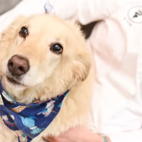 Dog held by a Mundelein Animal Hospital Staff member