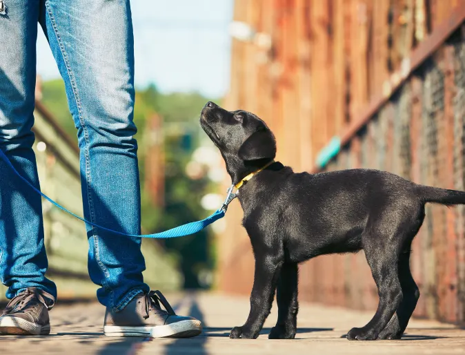 Dog walking on leash with man