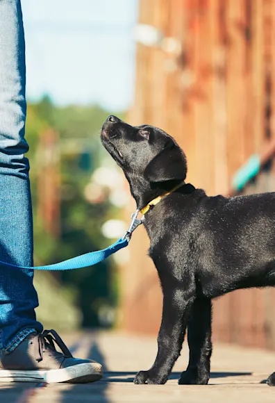 Dog walking on leash with man Dog walking on leash with man