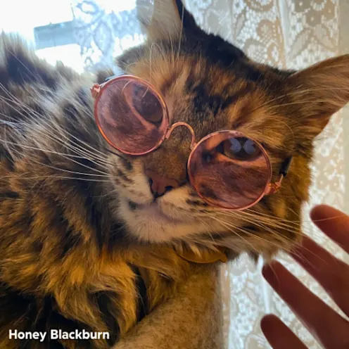 Honey Blackburn Honey Blackburn