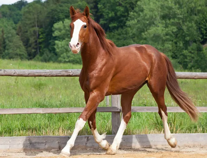 Brown horse trotting in rural arena Brown horse trotting in rural arena
