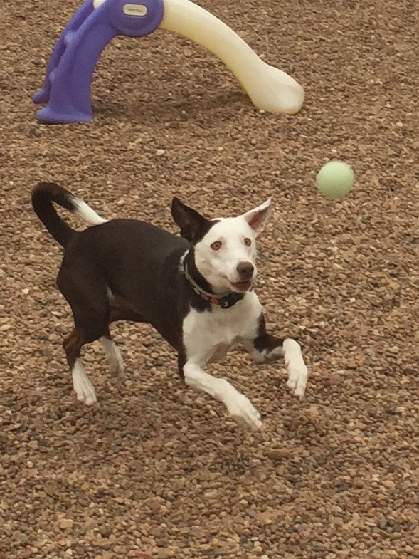 Countryside Pet Clinic dog playing with ball