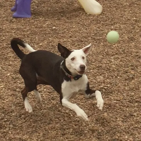 Countryside Pet Clinic dog playing with ball