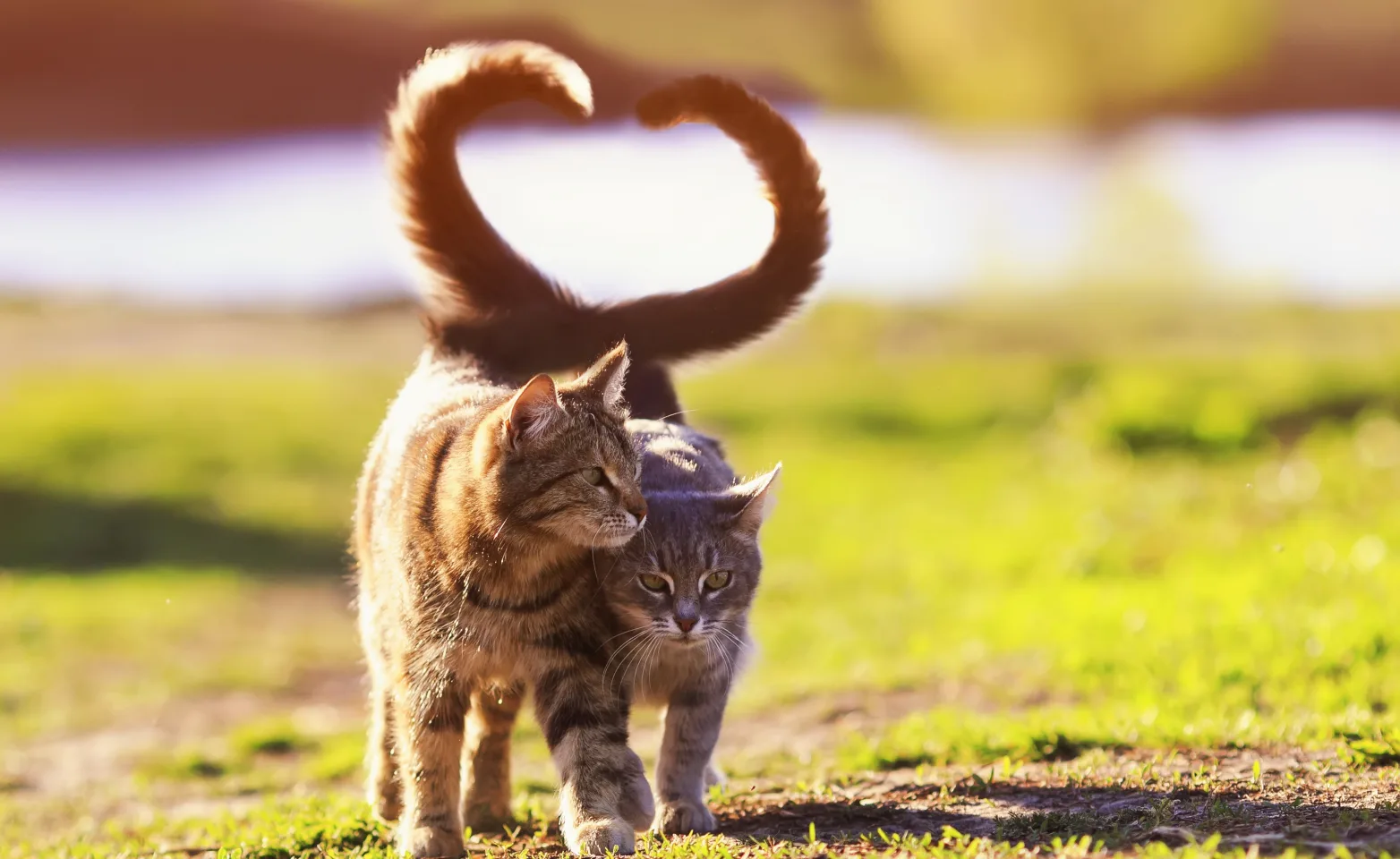 two cats walking together and tails form a heart-like shape