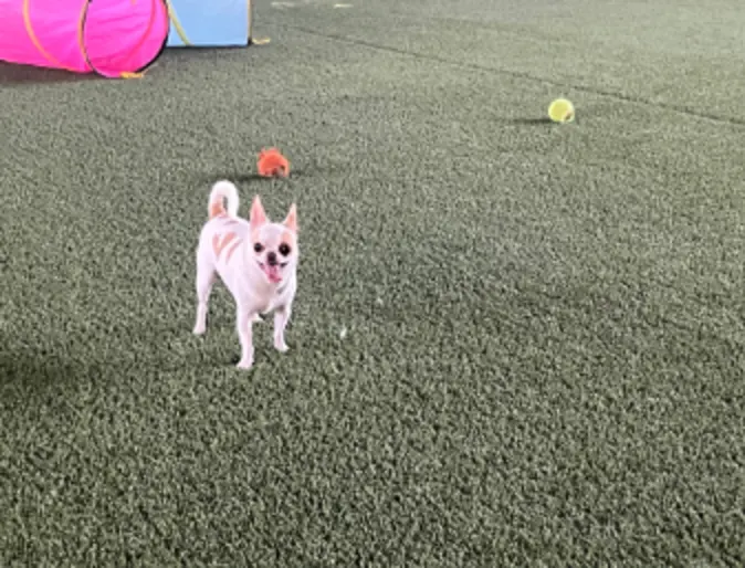Small dog standing in the playing area Small dog standing in the playing area