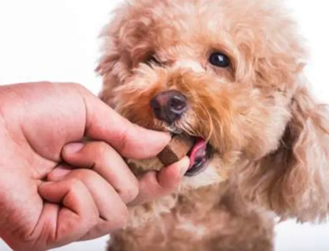 Heartworm Disease Heartworm Disease