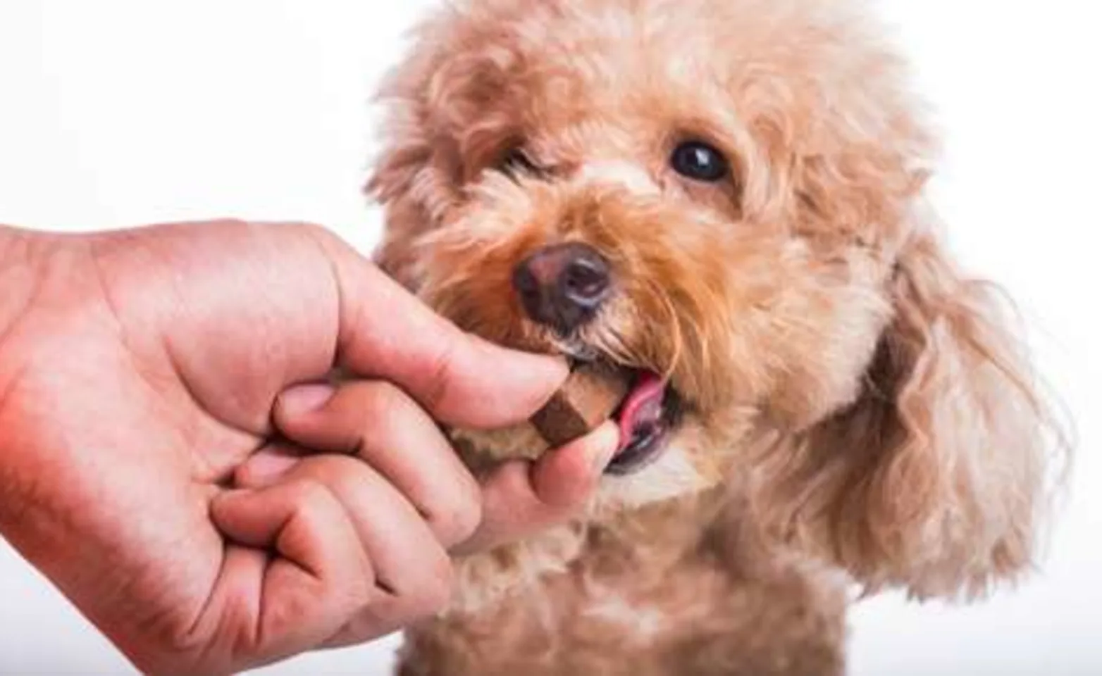 Heartworm Disease Heartworm Disease
