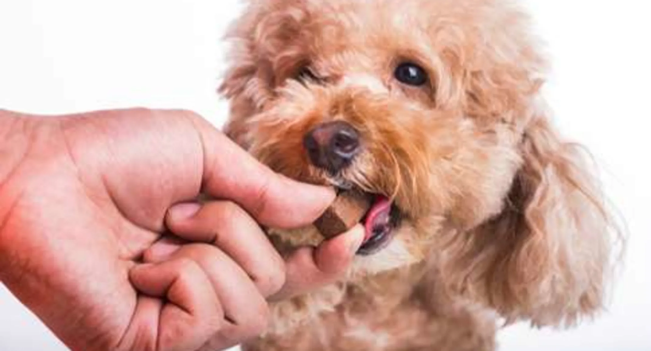 Heartworm Disease Heartworm Disease