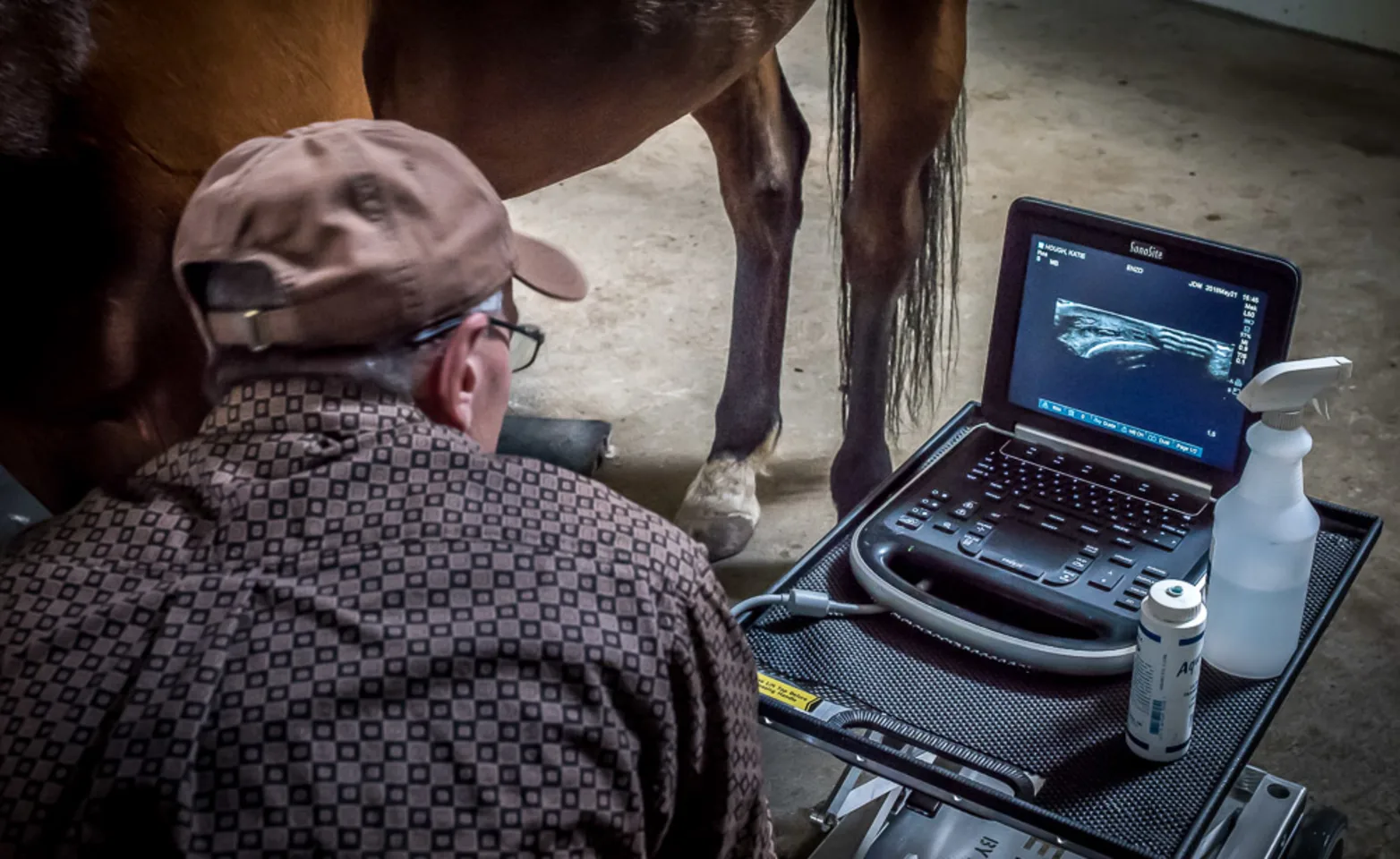 A veterinarian performing an ultrasound on a horse A veterinarian performing an ultrasound on a horse