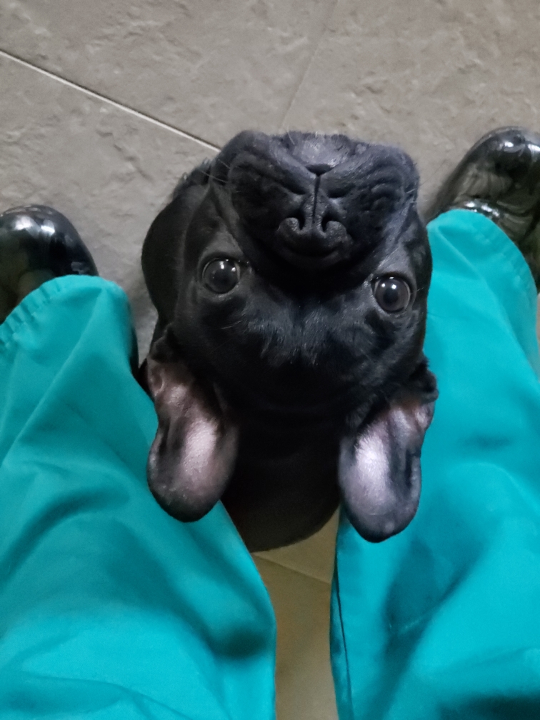 Black dog upside down