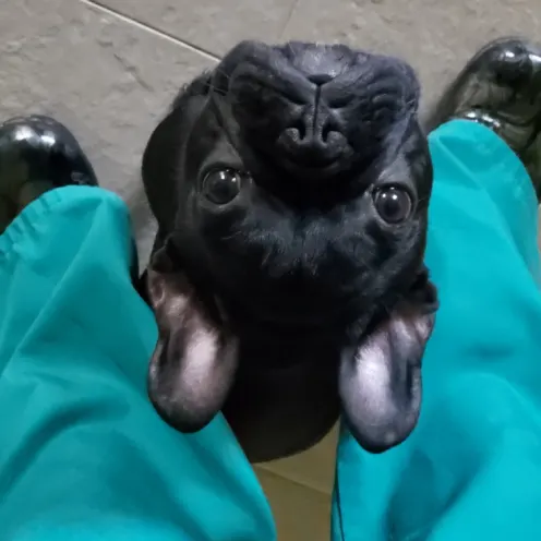 Black dog upside down