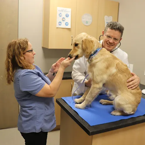 TH & TI Dog Exam TH & TI Dog Exam