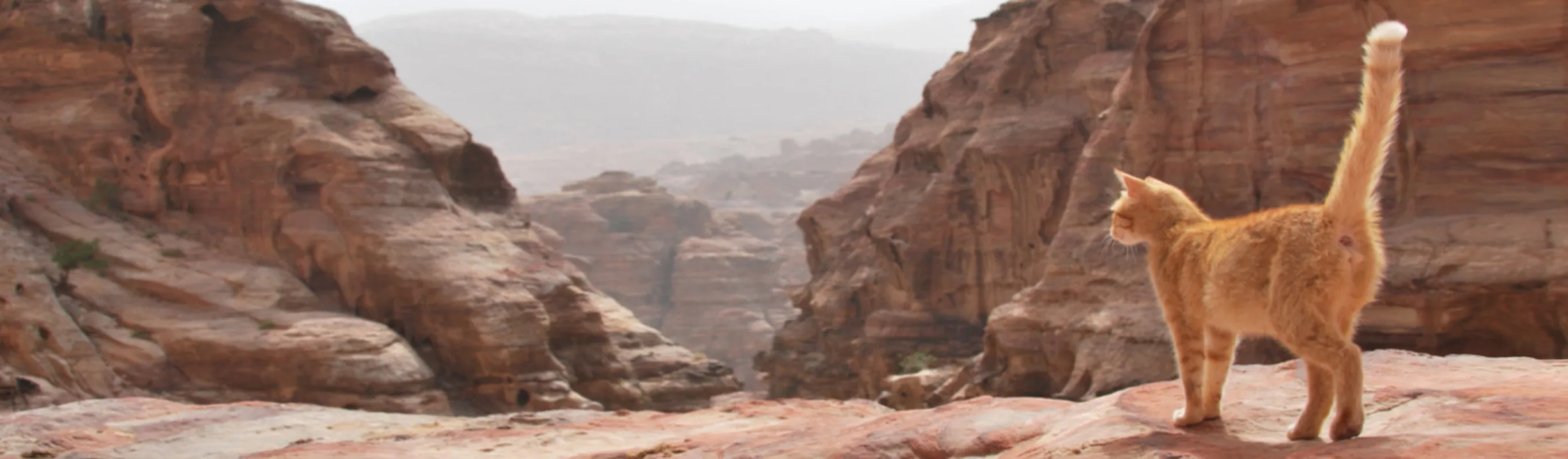 Orange Cat Overlooking Desert Canyon