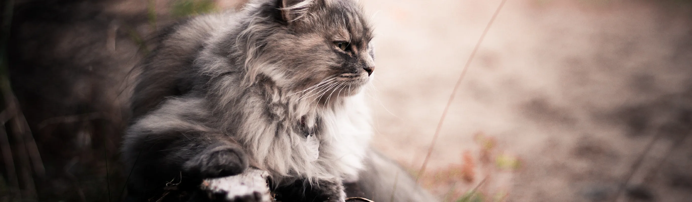 Cat laying in a grassy field